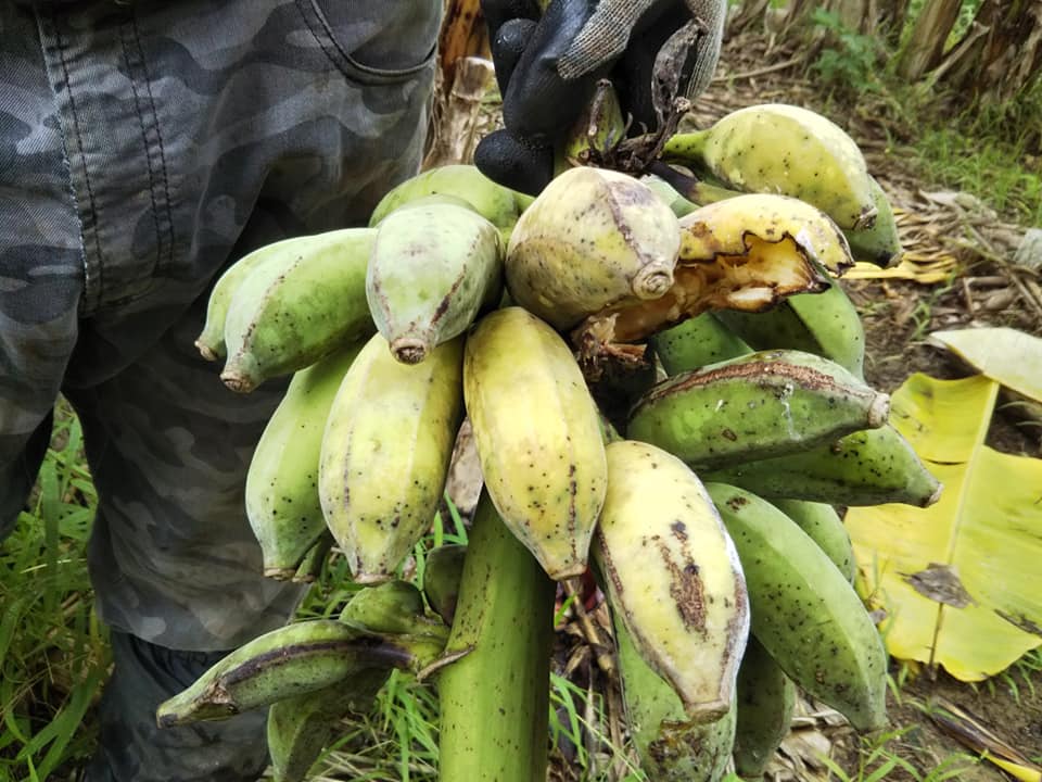 沖縄】やんばるの森で銀バナナを自然栽培する本領さん - つぼのブログ